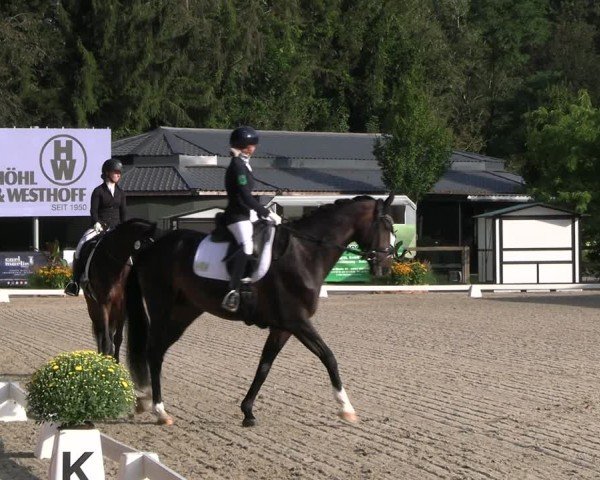 Reitturnier Solingen 2024