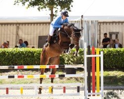 jumper Hold My Baileys (Oldenburg, 2015, from Hotrex)