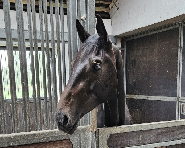 horse Denver Z (Zangersheide riding horse, 2022, from Dourkhan Hero Z)