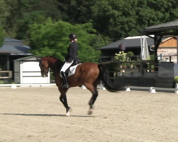 Reitturnier Solingen 2024