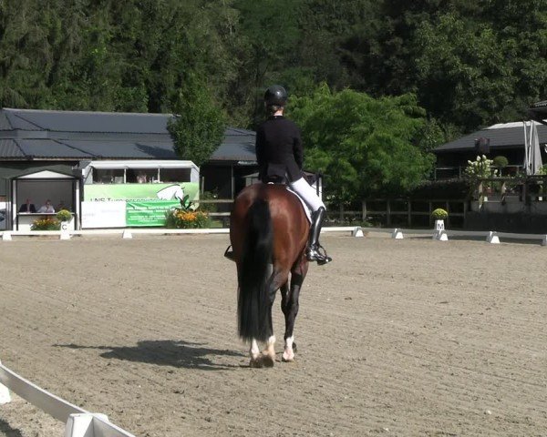 Reitturnier Solingen 2024