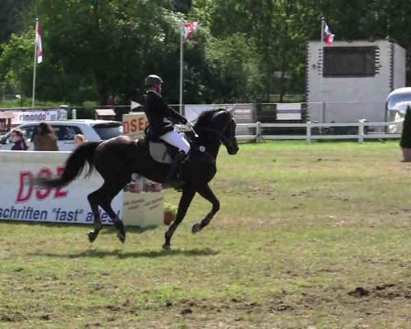 Reitturnier Düren 2013