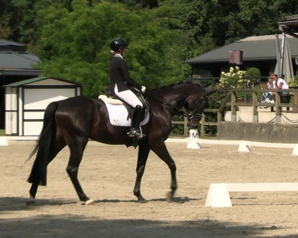 Reitturnier Solingen 2024