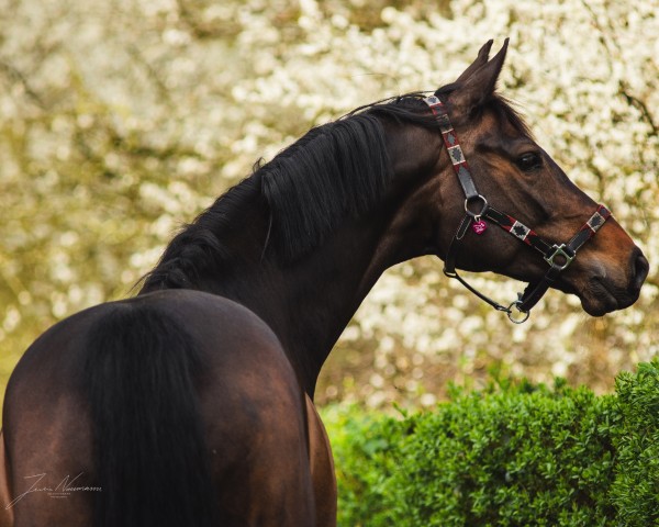 Springpferd Lillybelle EA (Oldenburger Springpferd, 2014, von Diarado)