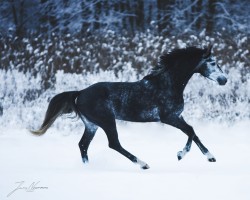 Springpferd Hickstead's Victorious Ea (Oldenburger Springpferd, 2018, von Hickstead White)