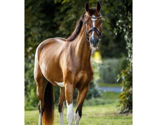 horse Caeles Caballus (Hanoverian, 2021, from Cashmere)