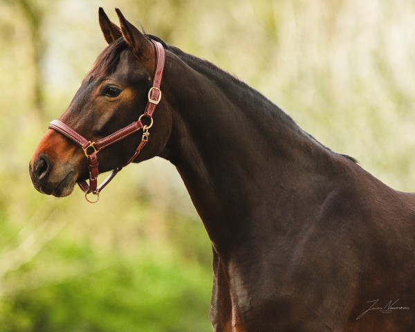 horse Lorenzia EA (Oldenburg, 2020, from For Romance I)