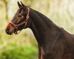horse Lorenzia EA (Oldenburg, 2020, from For Romance I)