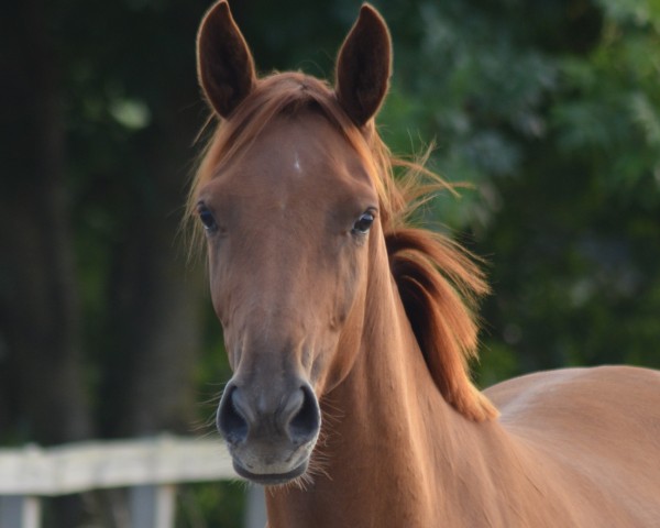 horse Fürstin Zora EA (Oldenburg, 2011, from Fürstentanz)