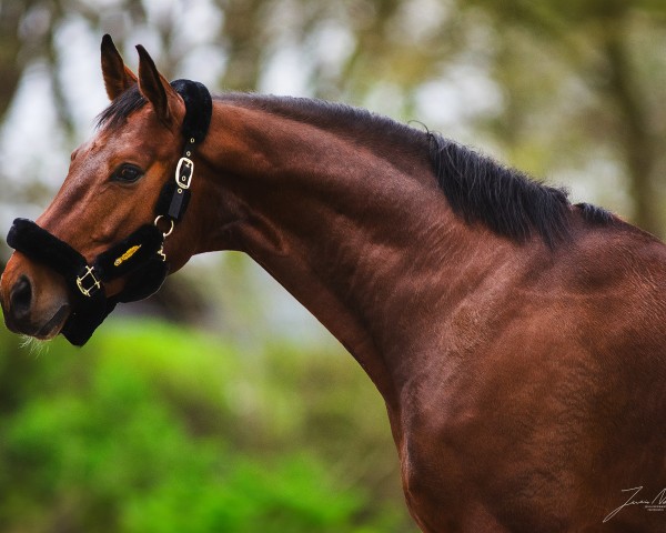 horse So Perfect d´Amour EA (Oldenburg, 2017, from San Amour I)