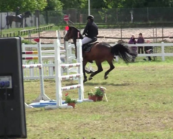 Reitturnier Düren 2013