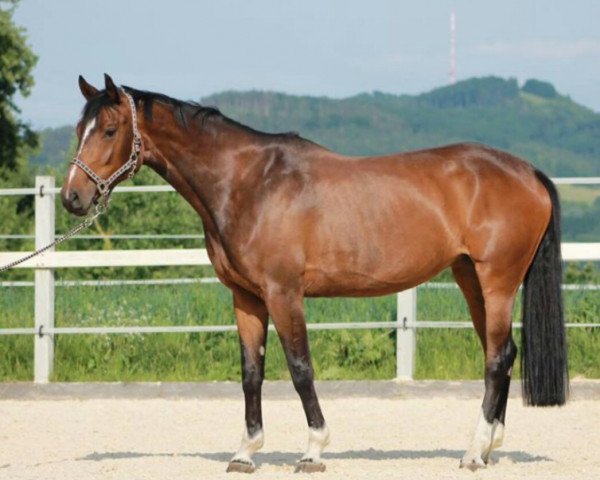 broodmare Chambertin's Top Girl (Württemberger, 2009, from Chambertin)