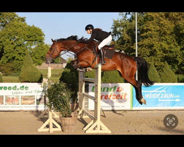 Springpferd Joy 450 (Holsteiner, 2017, von Quibery 3)