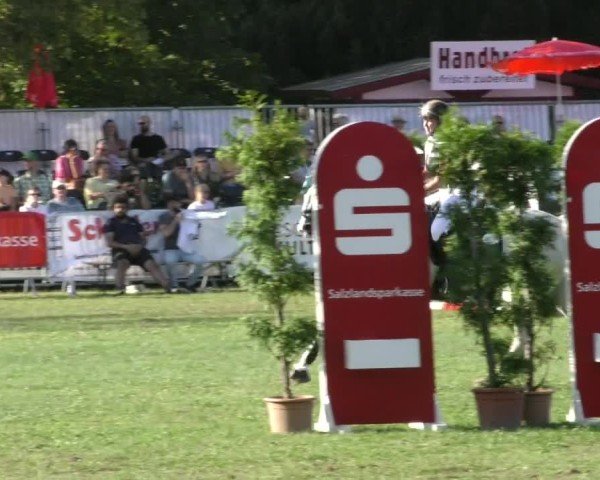 Reitturnier Aschersleben 2024