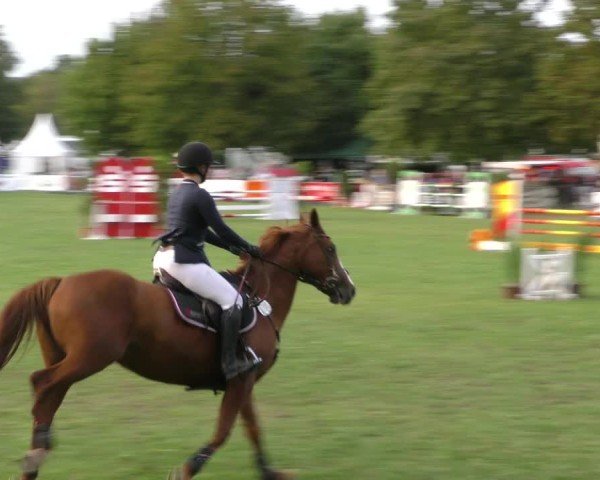 Reitturnier Aschersleben 2024