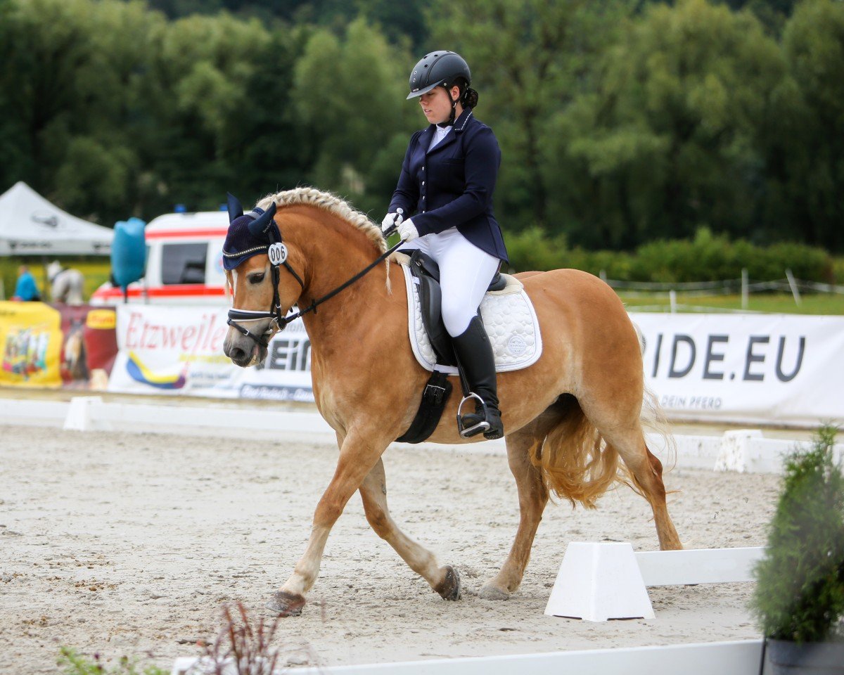 Dressurpferd Athene 149 (Pony ohne Rassebezeichnung, 2011)