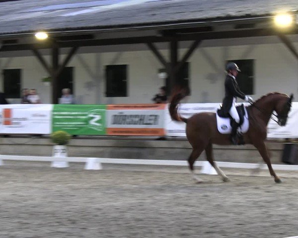 Reitturnier Solingen 2024