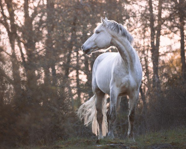 horse Cooper SB (German Sport Horse, 2013, from Ciacomini)