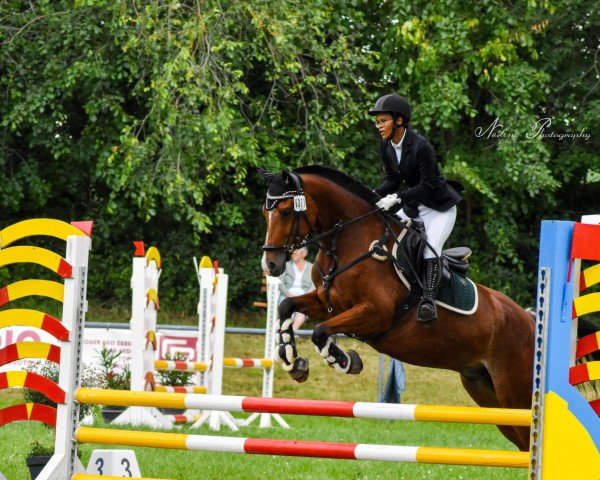 horse C‘est la Vie (German Sport Horse, 2019, from Con Sherry)