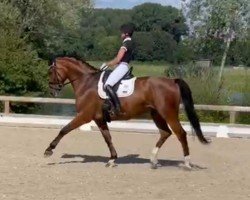 Dressurpferd Spike 127 (Hannoveraner, 2018, von Stanley)