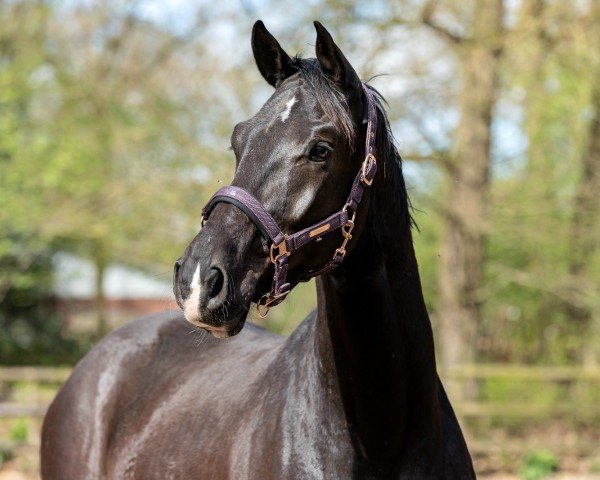 horse Galwino (Westphalian, 2021, from Goldberg)