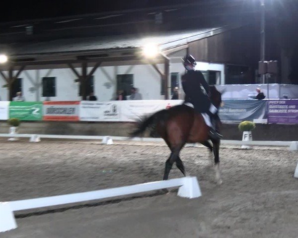 Reitturnier Solingen 2024