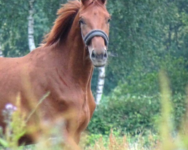 horse Vicardon (Westphalian, 2021, from Vivat Rex)