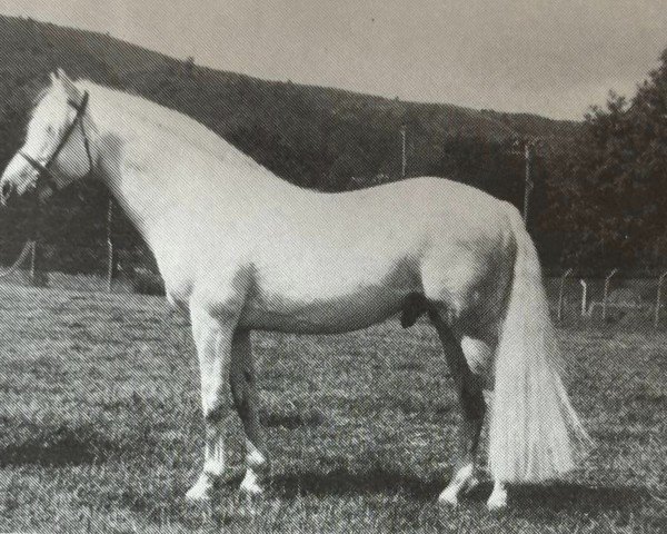 Deckhengst Garryhack Tooreen (Connemara-Pony, 1980, von Tulira Smasher) Deckhengst Garryhack Tooreen (Connemara-Pony, 1980, von Tulira Smasher)