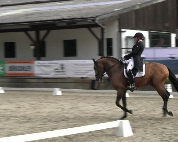 Reitturnier Solingen 2024