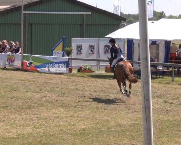 Nord-Ost-Pferd 2013