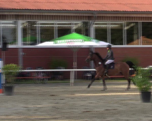 Reitturnier Werne 2024