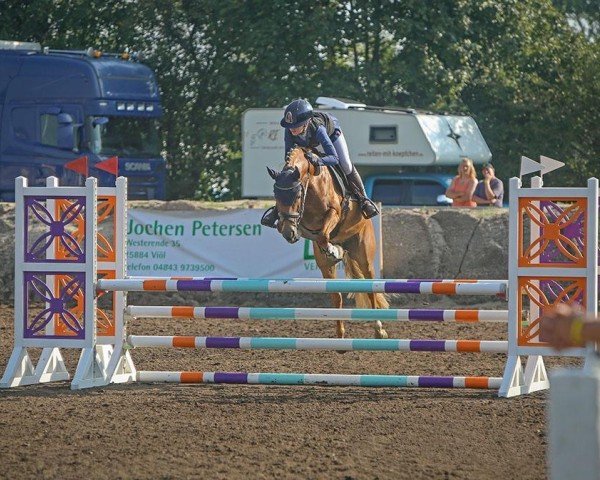 Springpferd Ceks vom Mörkenhof (Deutsches Reitpony, 2019, von Crown Cheesecake)