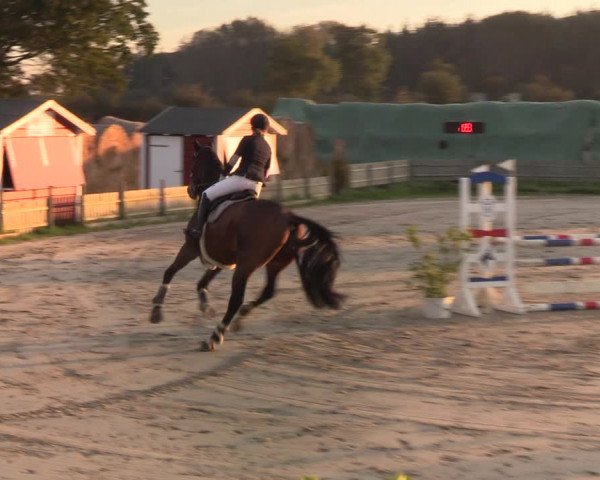 Reitturnier Schülp / Rendsburg 2021
