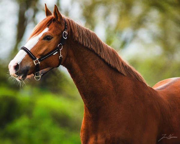 horse Sir Colorado EA (Trakehner, 2019, from Freiherr von Stein)