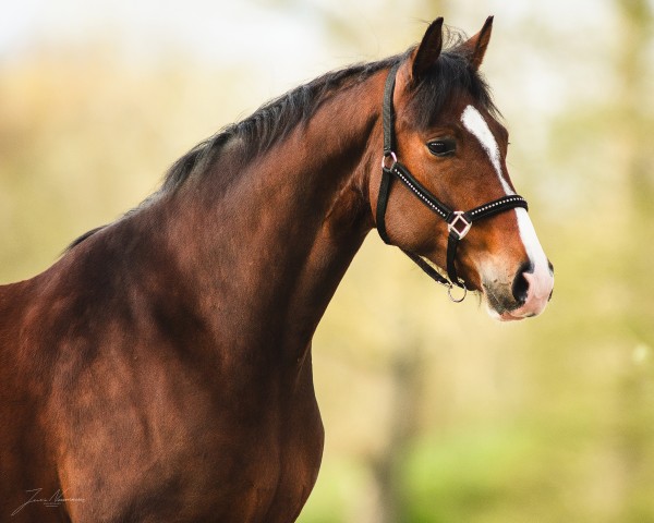 horse Zee me Shine EA (Oldenburg, 2019, from Zoom)