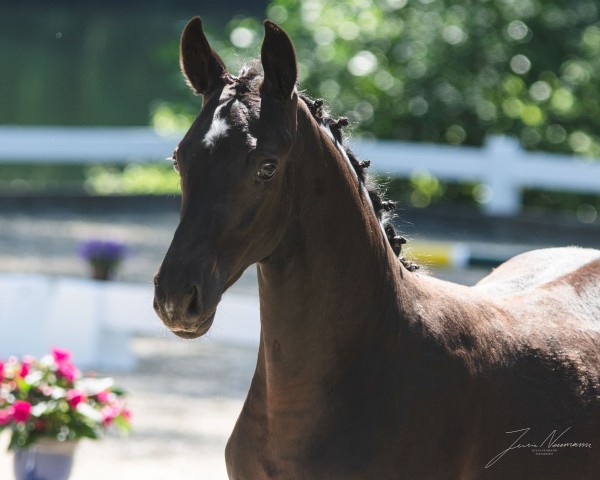 horse Rise to Shine d´Amour EA (Oldenburg, 2020, from Rubin Royal OLD)