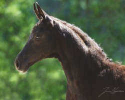 horse So Special d'Amour EA (Oldenburg, 2020, from San Amour I)