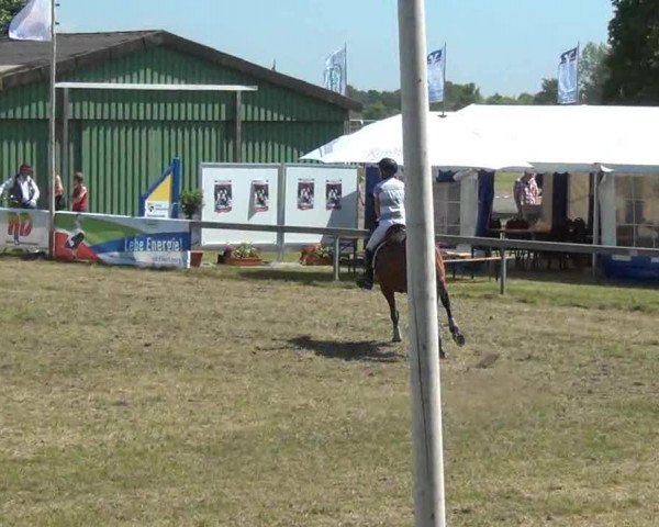 Nord-Ost-Pferd 2013