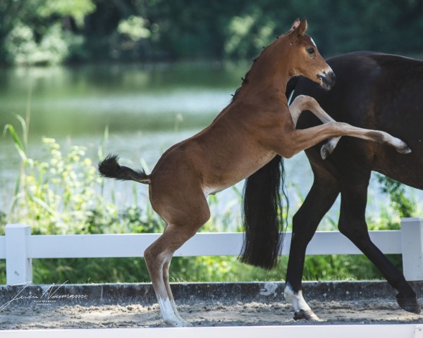Pferd Waldzauberfee EA (Oldenburger, 2020, von Callaho's Benicio)
