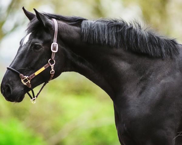 horse Fairytale d´Amour EA (Oldenburg, 2017, from Fuechtels Floriscount OLD)