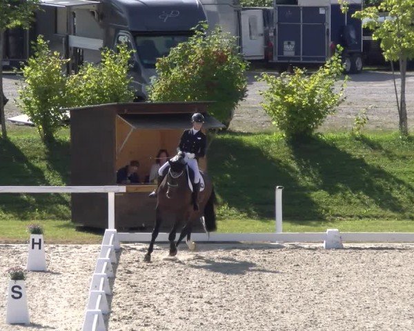 Reitturnier Bülach 2024