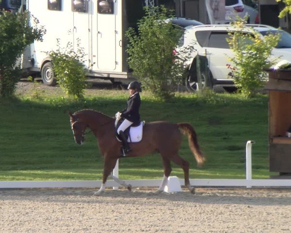 Reitturnier Bülach 2024
