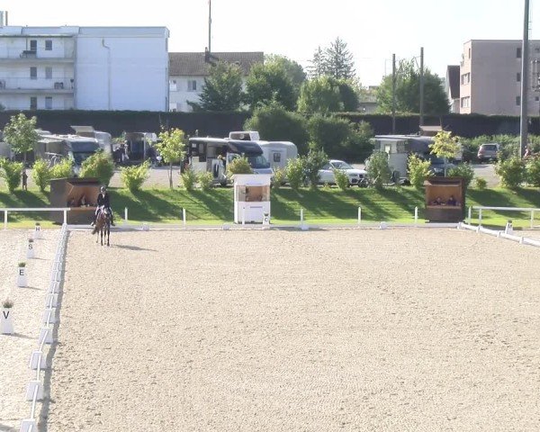 Reitturnier Bülach 2024