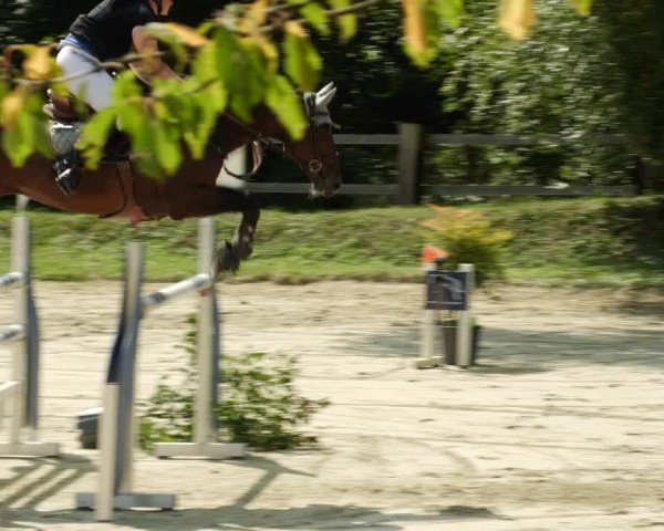 Reitturnier Walldorf/Winterheck 2024