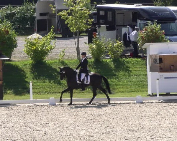 Reitturnier Bülach 2024