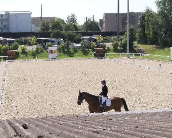 Reitturnier Bülach 2024