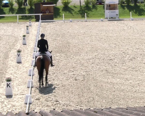 Reitturnier Bülach 2024