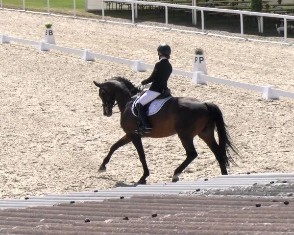 Reitturnier Bülach 2024
