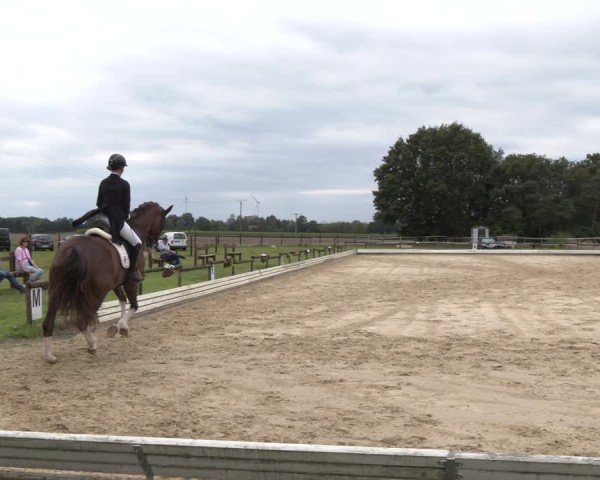 Reitturnier Ostbevern 2024