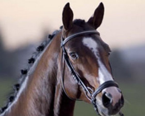 stallion Renegade Z (Zangersheide riding horse, 1999, from Ramiro Z)